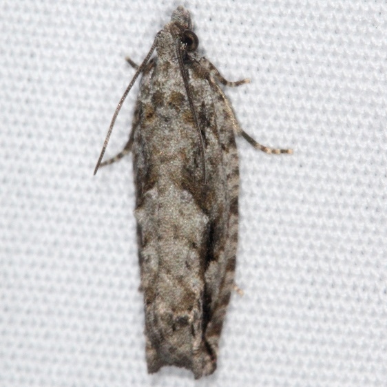 3259 Arrowhead Moth yard 10-20-15