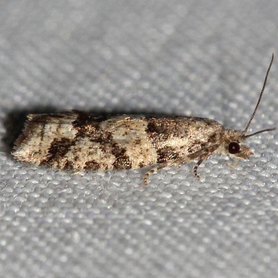 3269 Red-striped Needleworm Moth Thunder Lake UP Mich 10-3-12