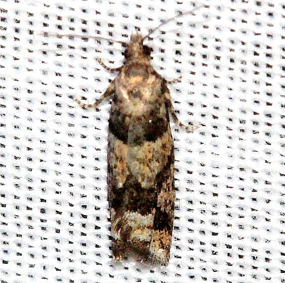 3269 Red-striped Needleworm Moth Thunder Lake 10-3-12