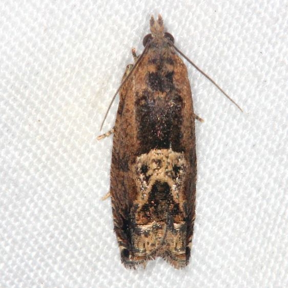 3274 Cotton Tipworm Moth Collier-Seminole St Pk 3-4-15