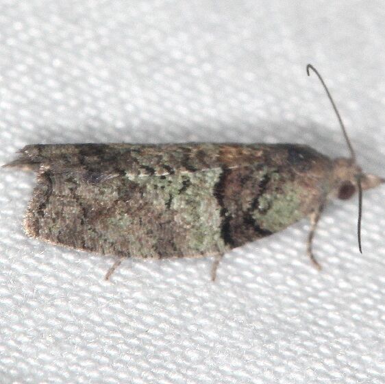 3286 Raspberry Leafroller Moth Whispering Pines Resort Thunder Lk UP Mich 8-27-21