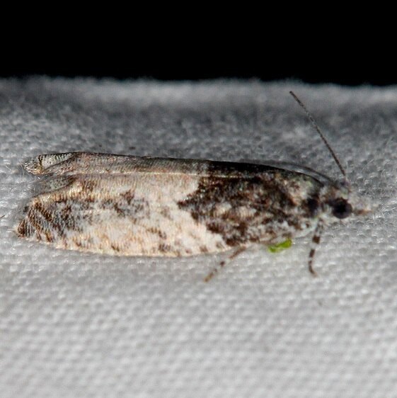 3306-Poplar-Branchlet-Borer-Whispering-Pines-Resort-Thunder-Lk-Mich-8-24-21-2