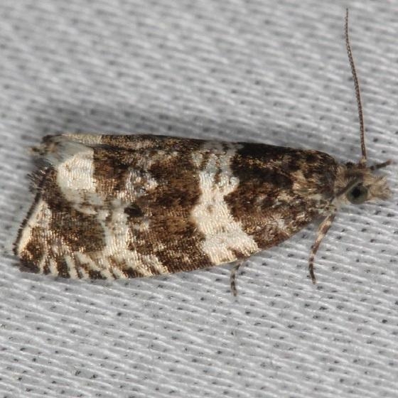 3308 Epinotia albangulana maybe Thunder Lake Mich UP 6-25-13