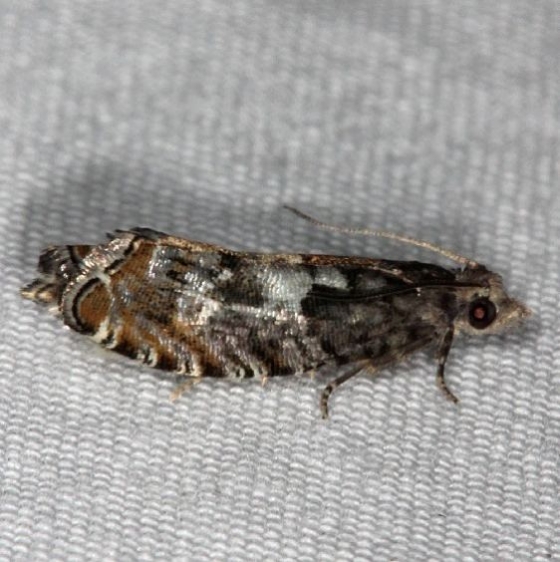 3310 Walker's Epinotia Moth Thunder Lake UP Mich 6-25-14