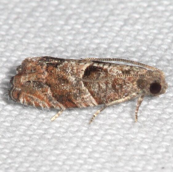 3314-Epinotia-miscana-Cypress-Glenn-Silver-Lk-Fl-3-22-23