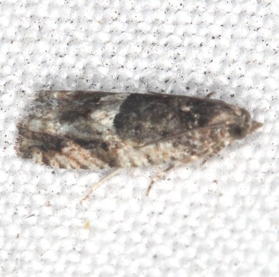 3314-Epinotia-miscana-Hillsborough-River-St-Pk-Fl-1-24-24