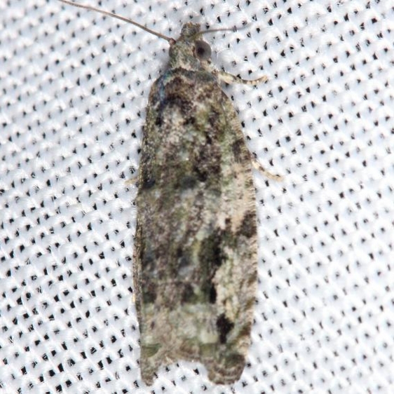 3334 Catastega aceriella yard 4-10-13