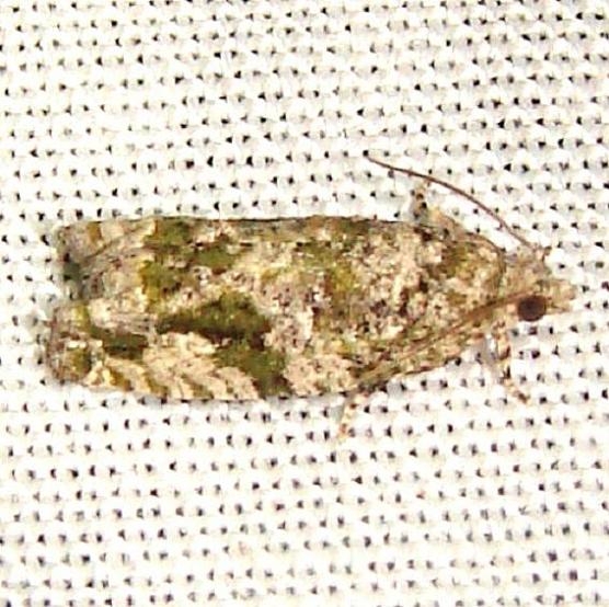 3334 Maple Trumpet Skeletonizer Moth Jenny Wiley Ky 4-26-12