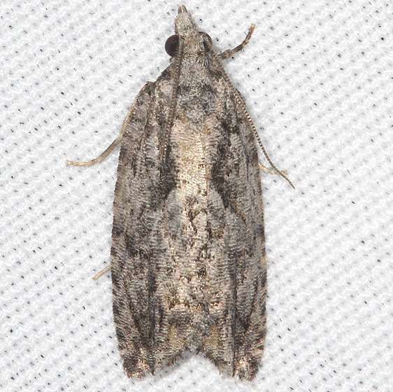 3335 Epinotia nonana BG yard 9-9-19