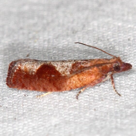 3347-Epinotia-septemberana-Whispering-Pines-Resort-Thunder-Lk-Mich-9621-2