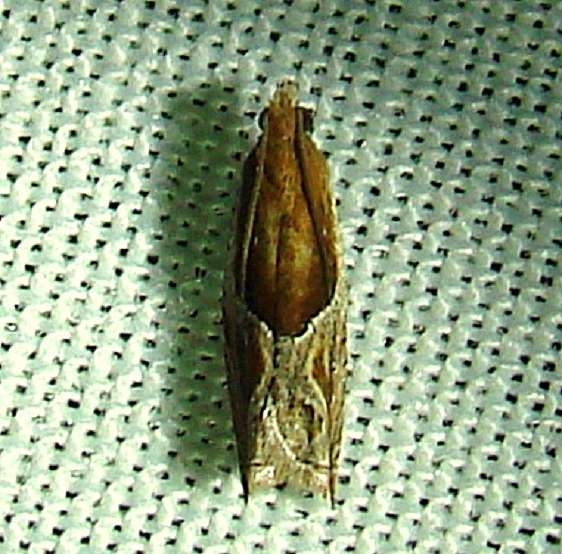 3360 Ancylis tenebrica Gold Head Branch St Pk Fla 2-16-12