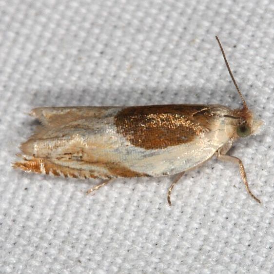 3366 Ancylis laciniana yard 6-6-20