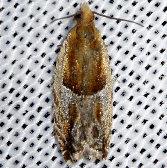 3374 Strawbery Leafroller Moth Ancylis comptana Shawnee St Pk Oh 6-15-13