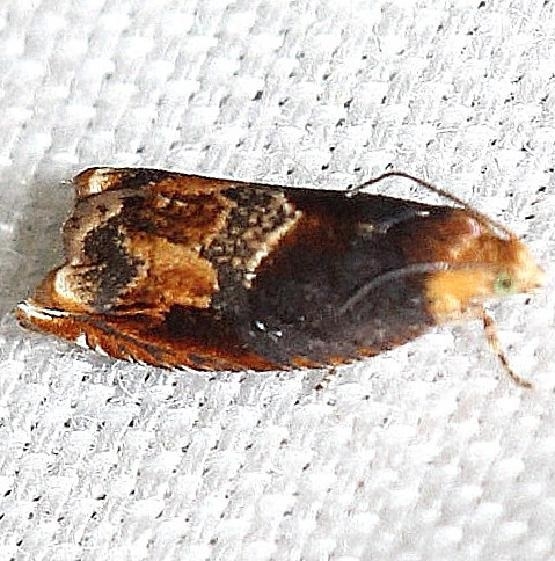 3377 Red-headed Ancylis Moth yard 8-12-12