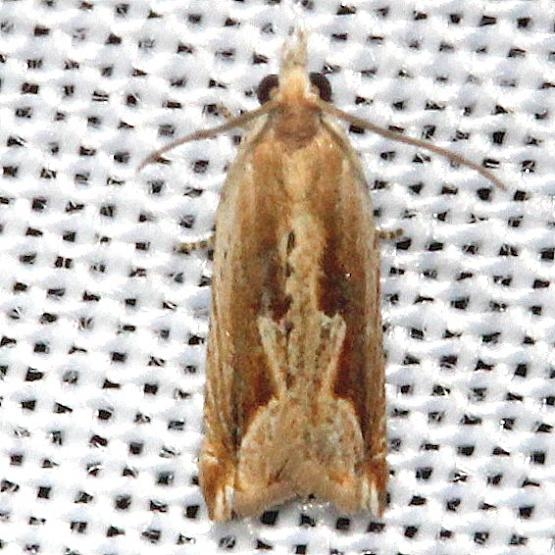 3380 Ancylis goodelliana Hidden Lake Everglades Natl Pk 3-9-13