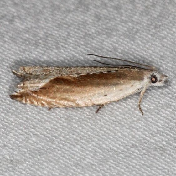 3380 Ancylis goodelliana yard 5-10-15