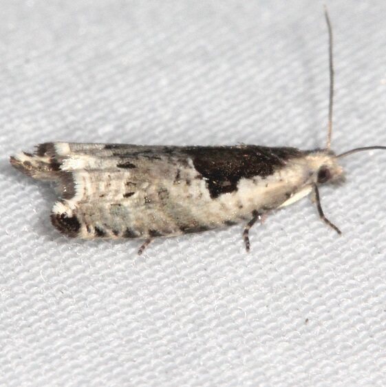 3388.2 Ancylis myrtillana-tentative-Goose-Bay-Camp-Lac-Seul-Ont-6-24-242