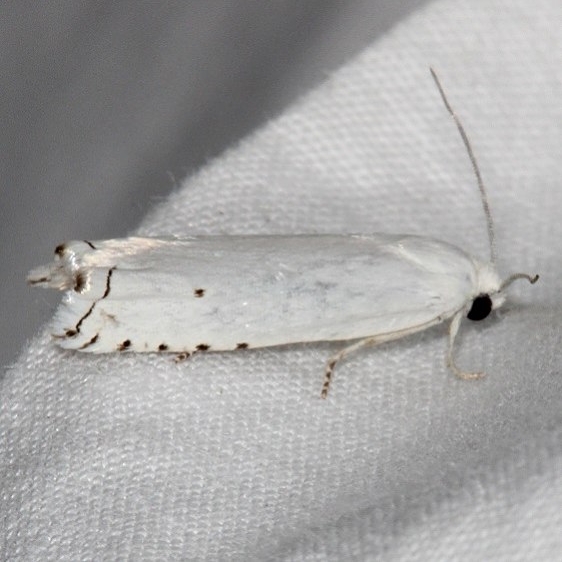 3399 Hystrichophora vestaliana Fool Hollow St Pk Ariz 5-24-17 (37)_opt