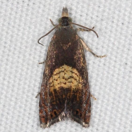 3404-6 Variable Dichrorampha Species yard 8-30-15