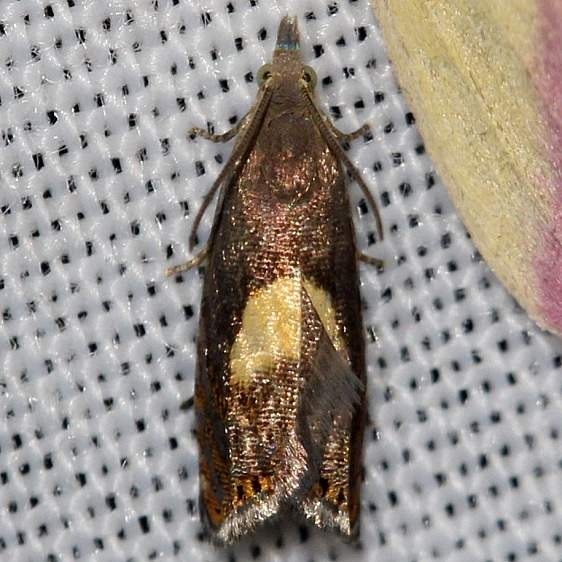 3408 Tanacetum Root Moth Thunder Lake UP Mich 6-23-12