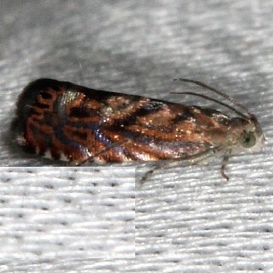 3414.2 Dichrorampha manilkara Pineland Everglades Nat'l Pk 2-18-14