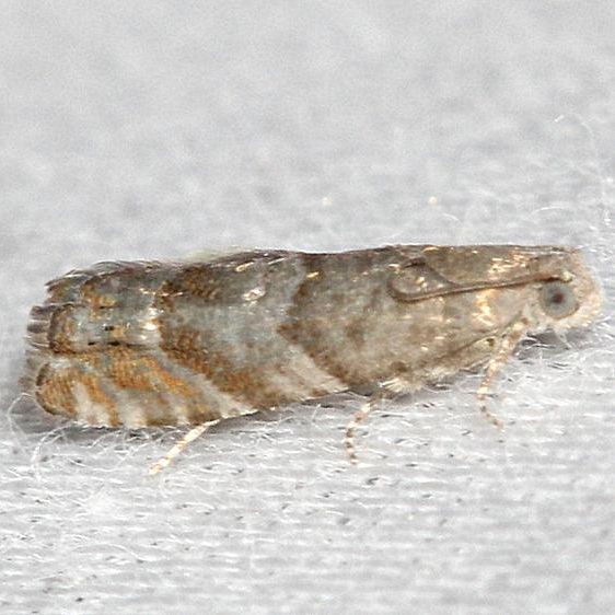 3415 Southern Pine Catkinworm Moth Little Talbot Island State Park Fl 2-20-13