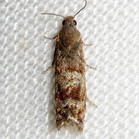 3415 Southern Pine Catkinworm Moth Little Talbot Island State Park Fl 2-19-13