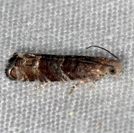 3415 Southern Pine Catkinworm Moth Rodman campground Fl 3-19-14