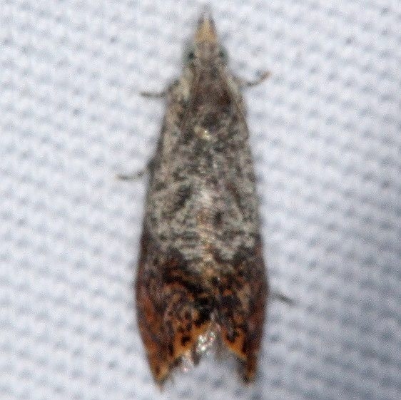 3417 Speckled Talponia Moth yard 6-15-16
