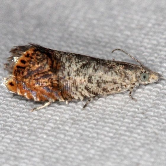3417 Speckled Talponia Moth yard 6-15-16 (45a)_opt