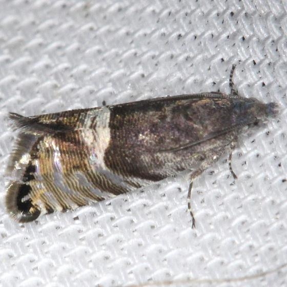 3425 Speckled Sereda Moth Sereda tautana yard 4-15-13
