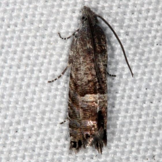 3425 Speckled sereda moth River Junction Withalecoochee St Forest Fl 2-21-17_opt