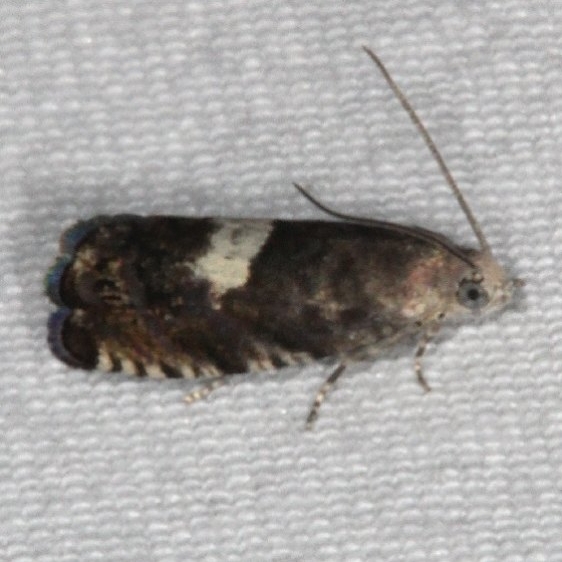 3426 Oriental Fruit Moth Thunder Lake UP Mich 6-20-15