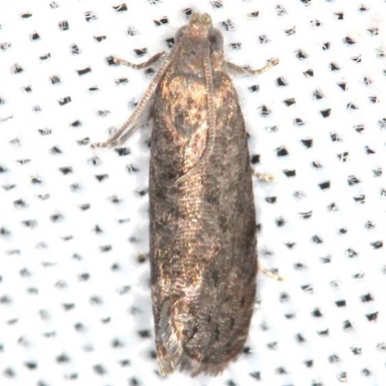3426 Oriental Fruit Moth yard 5-15-13