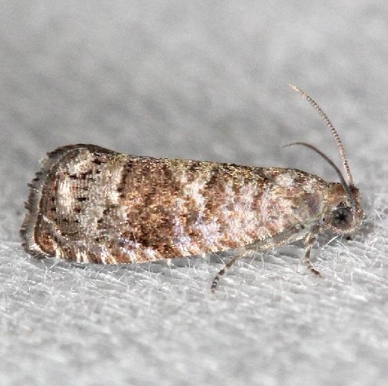 3428 Cherry Fruitworm Moth Grapholita packardi yard 6-5-13