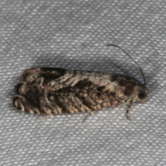 3429 Grapholita prunivora Lesser Appleworm Moth yard 6-6-15