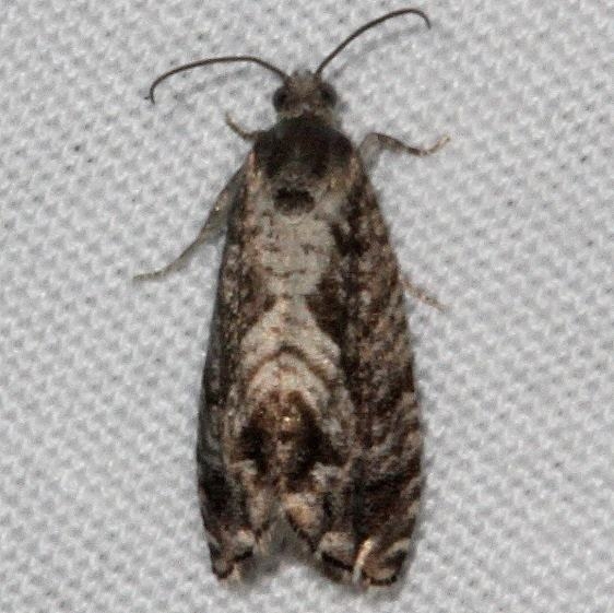 3429 Grapholita prunivora Lesser Appleworm Moth yard 6-6-15