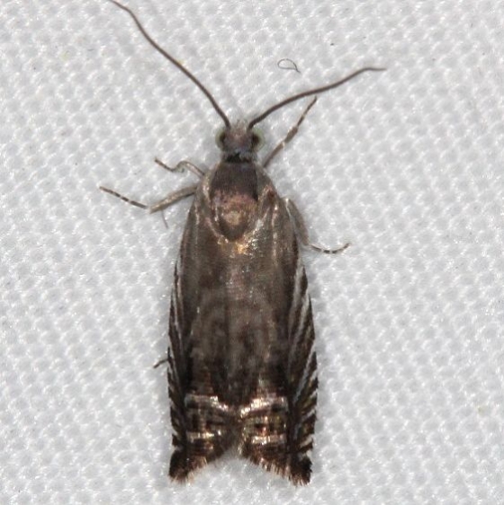 3438 Solidago Root Moth yard 5-13-16 (9a)_opt