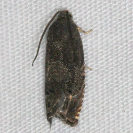 3443.97 Unidentified Grapholita Moth Carter Caves St Pk 4-21-15