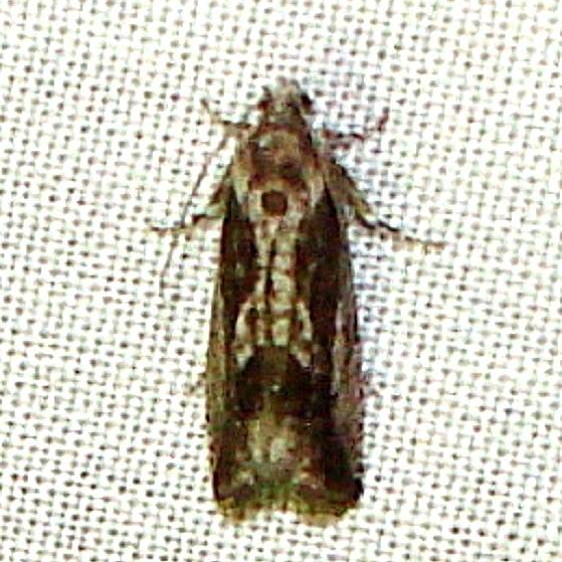 3464 Clydia lacusrina yard 5-21-11