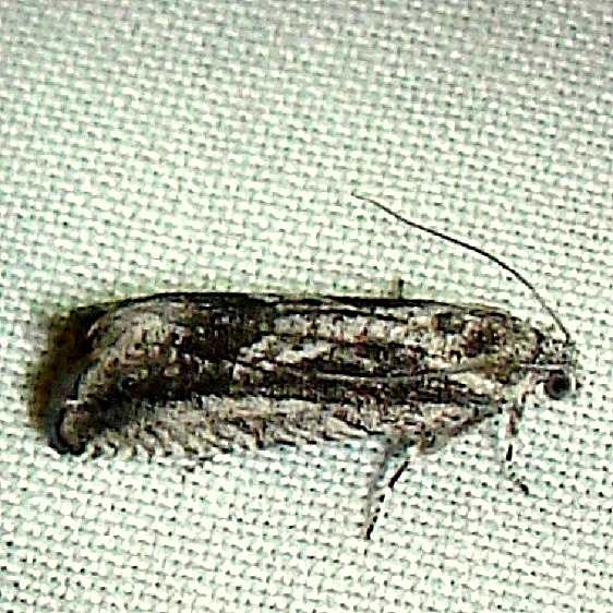 3464 Clydia lacusrina yard 5-21-11