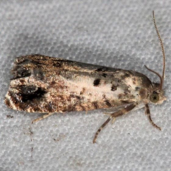 3472 Fletcher's Cydia Moth Lake of the Woods Ontario 7-26-16