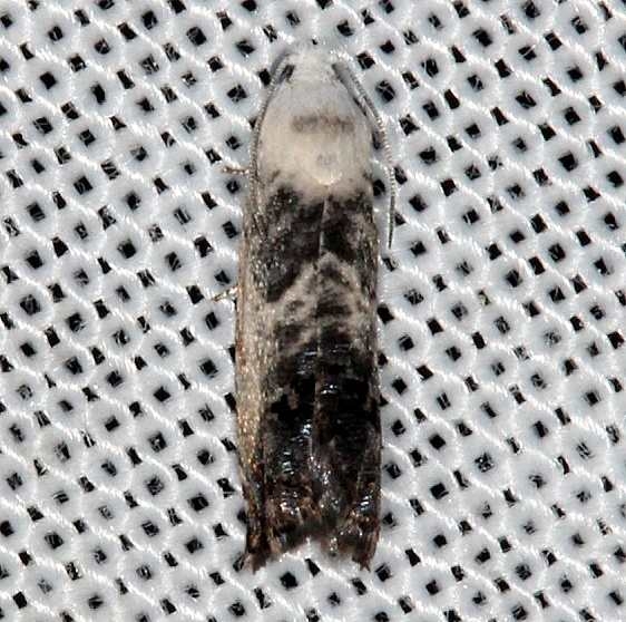 3479 Willow Gall Moth Cydia gallaesaliciana Rodman Campground Fl 3-20-14