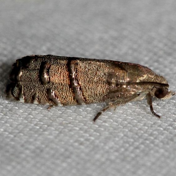 3486 Eastern Pine Seedworm Moth Lake Kissimmee St Pk Fl 2-28-13