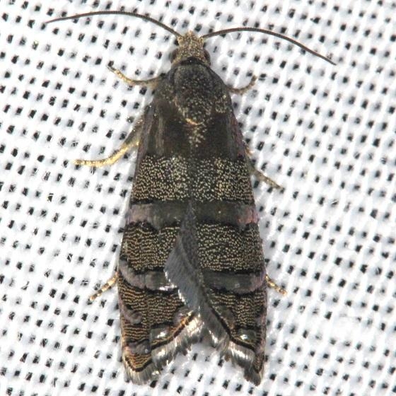 3486 Eastern Pine Seedworm Moth Thunder Lake UP Mich 6-23-13