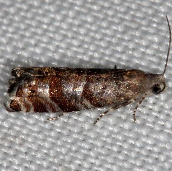 3488 Slash Pine Seedworm Moth Rodman Campground Fl 3-19-14