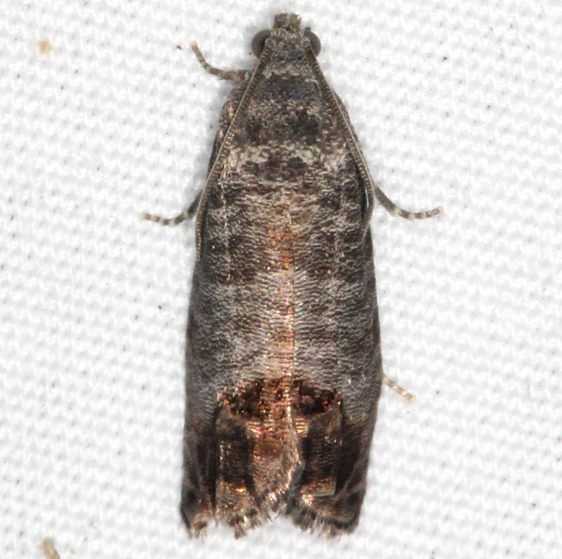 3492 Codling Moth yard 9-8-15