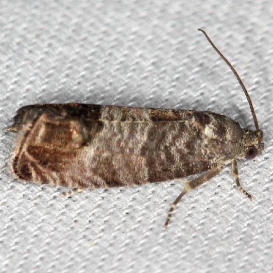 3492 Codling Moth yard 5-21-13