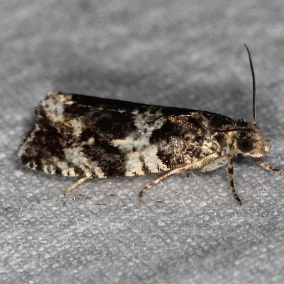 3494.97 Unidentified Cydia Moth Ash Rapids Lodge Lake of the Woods Ont 7-25-17 (10)_opt