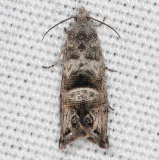 3494.97-Unidentified-Cydia-Moth-BG-Grapholitini-tribe-Hopkins-Prairie-Fl-3-12-212